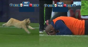 Gato en el partido de México