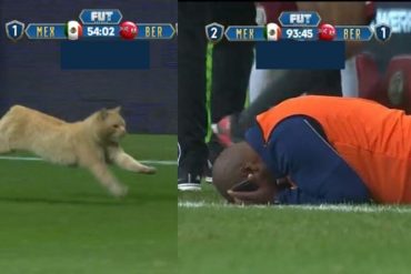 Gato en el partido de México