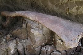 Fósiles de mamuts en Tultepec