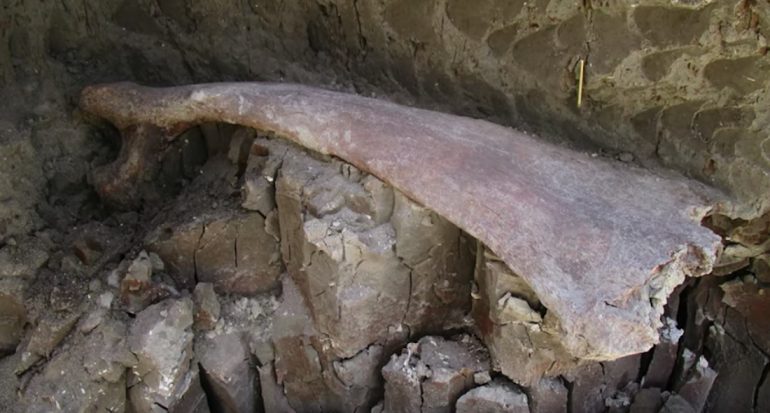 Fósiles de mamuts en Tultepec